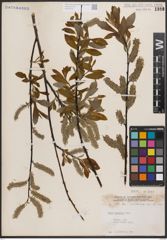Foto von Salix discolor Muhl.